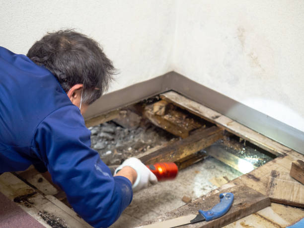  Afton, WY Mold Removal Pros