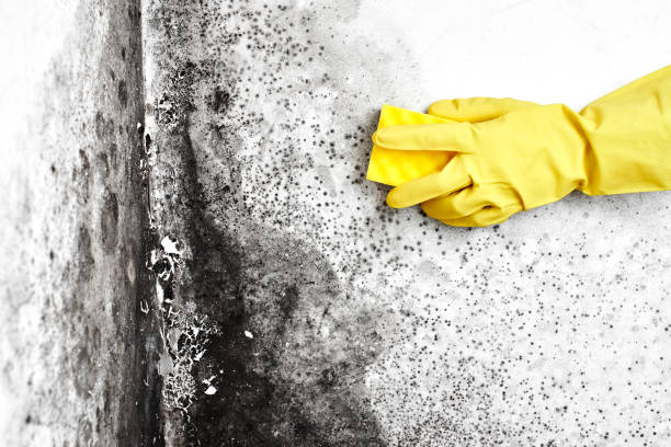 Best Mold Testing  in Afton, WY