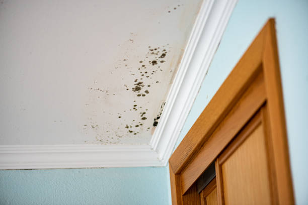 Best Same-Day Mold Removal  in Afton, WY