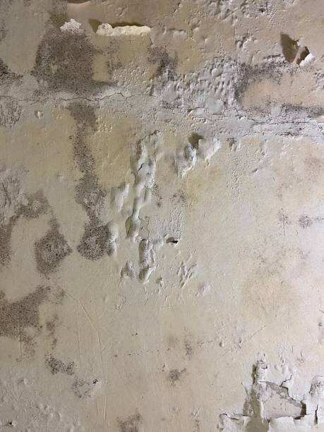 Best Mold Remediation Experts  in Afton, WY
