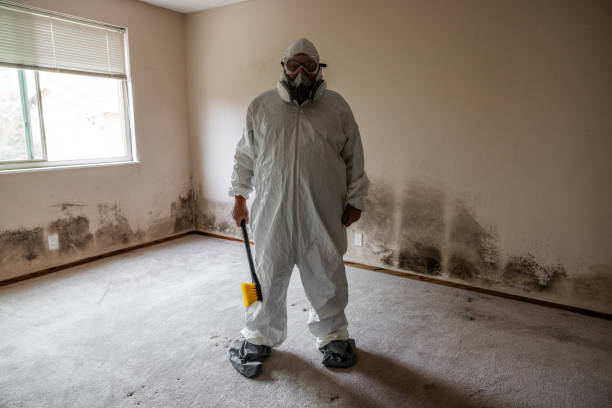 Best Best Mold Removal Companies  in Afton, WY