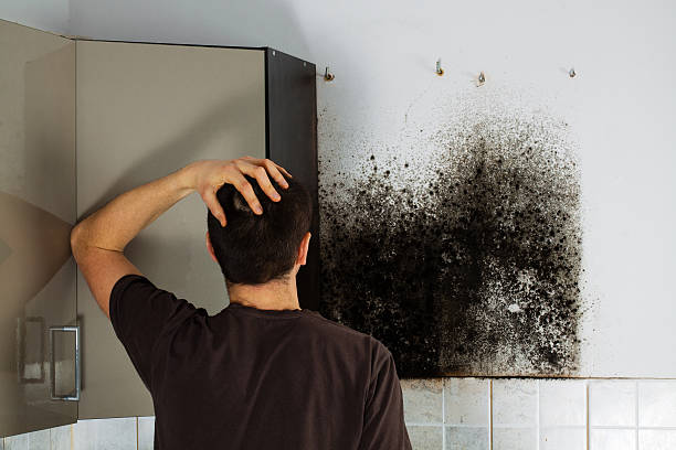 Reliable Afton, WY Mold Removal Solutions